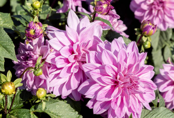 istock Dahlia flowers blossom 1058903618
