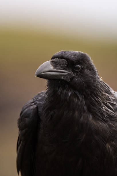 istock common raven - Corvus corax sitting on a fence 1058903636