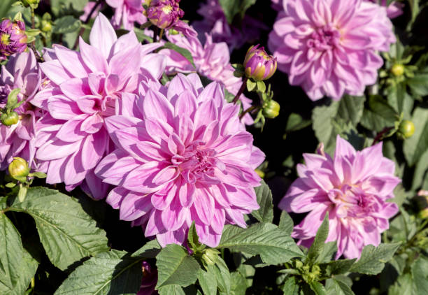 istock Dahlia flowers blossom 1058903832