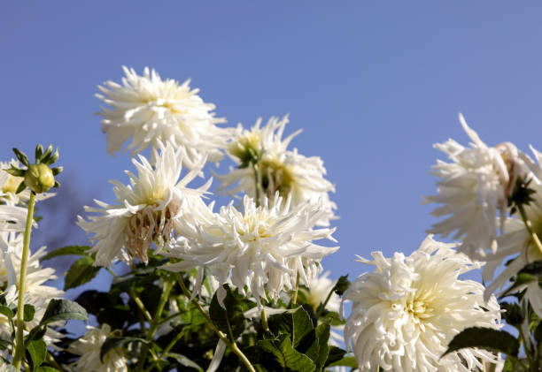 Beautiful white dahlia flower. White flower on white background