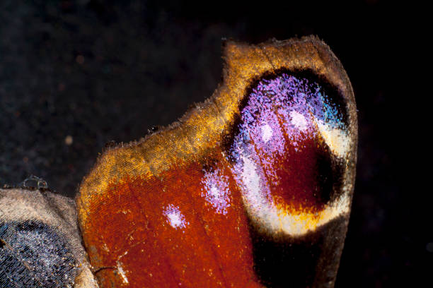 istock wing of butterfly 1058907452