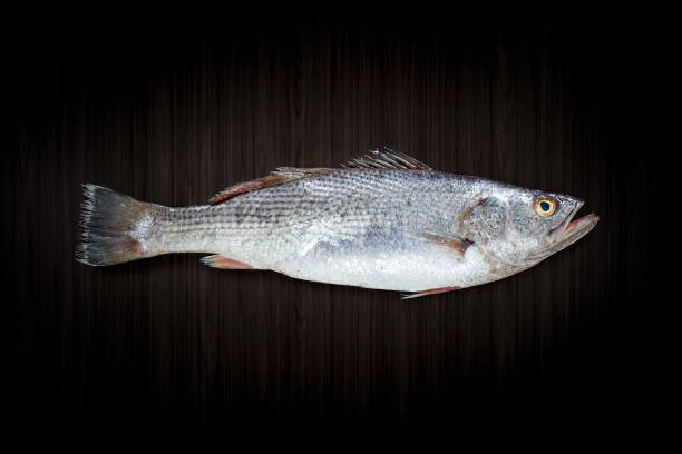 Fresh raw corvina fish on black background stock photo
