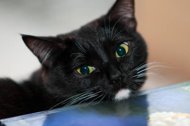 istock cat portrait at home 1058909268