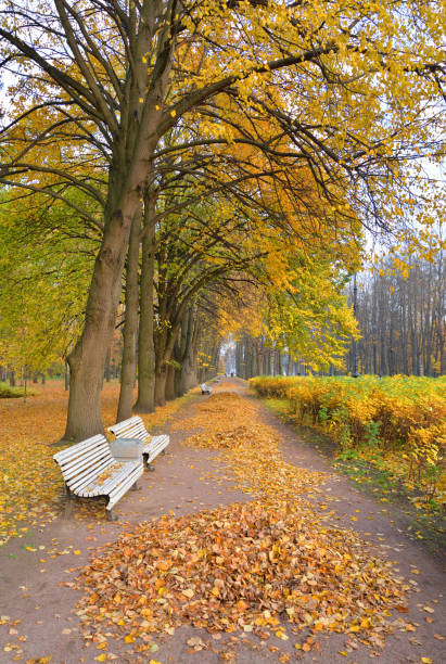 istock Alley in park at autumn. 1058913882
