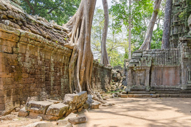 Roots of a spung running along the gallery of the Ta Prohm temple in Angkor Thom, Cambodia Roots of a spung, the famous tree Tetrameles nudiflora, growing in Ta Prohm temple ruins in Cambodia and destroying its walls hystoric stock pictures, royalty-free photos & images