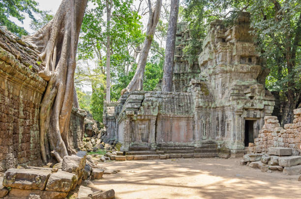 Roots of a spung running along the gallery of the Ta Prohm temple in Angkor Thom, Cambodia Roots of a spung, the famous tree Tetrameles nudiflora, growing in Ta Prohm temple ruins in Cambodia and destroying its walls hystoric stock pictures, royalty-free photos & images