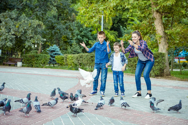 Happy beautiful mother and two sons fed pigeons Young beautiful mother and her two sons enjoying together fed pigeons. Happy family. Positive human emotions, feelings, joy. pigeon family stock pictures, royalty-free photos & images