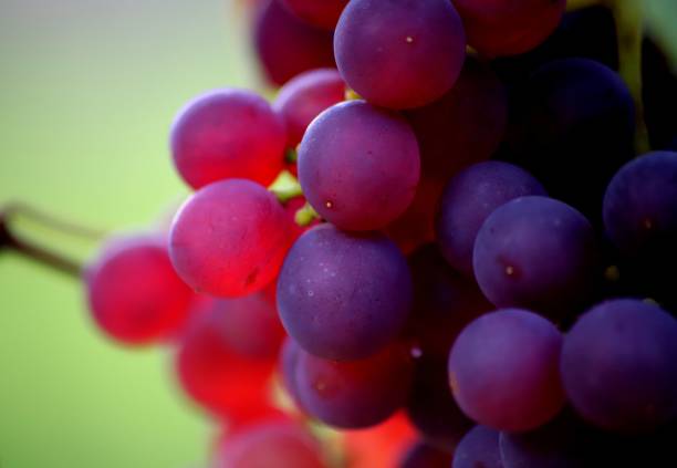 istock Grape Picking in Alsace France 1058914952