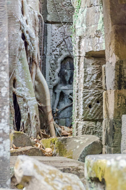 Ruins of temples of Angkor Thom with roots of a spung and the hidden female divine carved figurine Ruins of temples of Angkor Thom with roots of a spung, the famous tree Tetrameles nudiflora, destroying its walls, and the female divine carved figurine, devata, hidden behind hystoric stock pictures, royalty-free photos & images