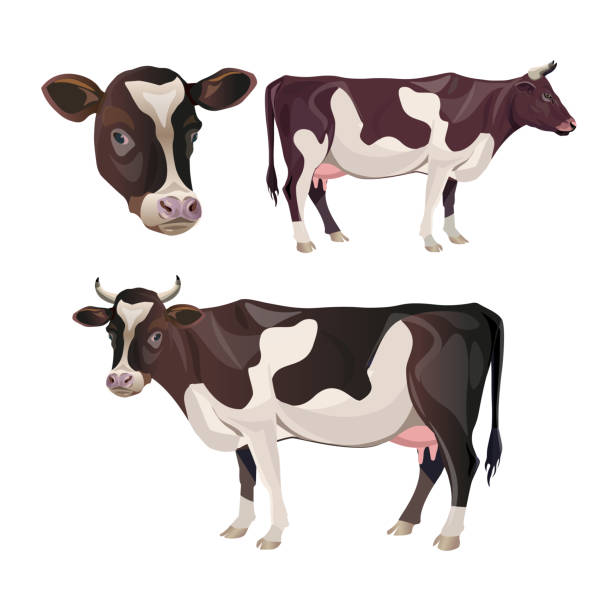 illustrazioni stock, clip art, cartoni animati e icone di tendenza di set di mucche maculate marroni. - bestiame bovino di friesian