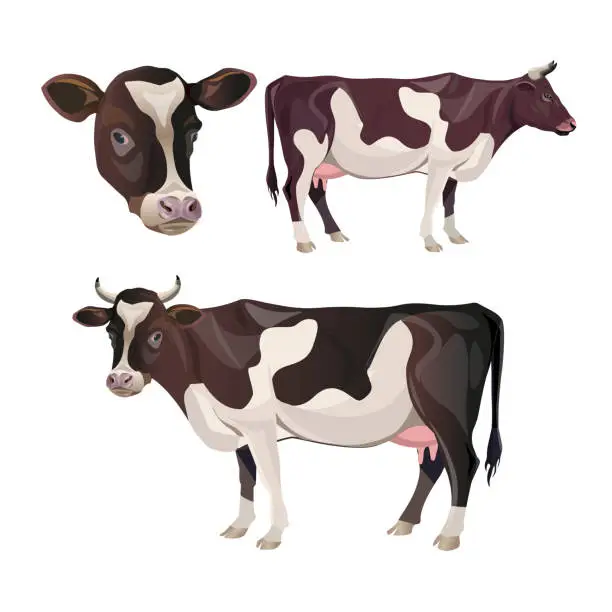 Vector illustration of Brown spotted cow set.