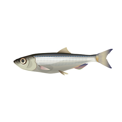 Close-up of sprat fish. Vector illustration isolated on white background