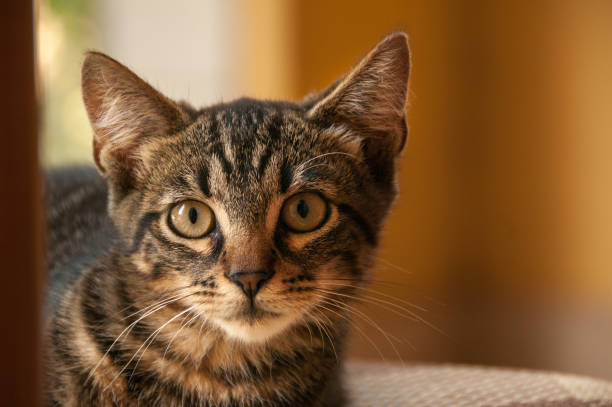 istock portrait of a tortoise-colored kitten 1058917782