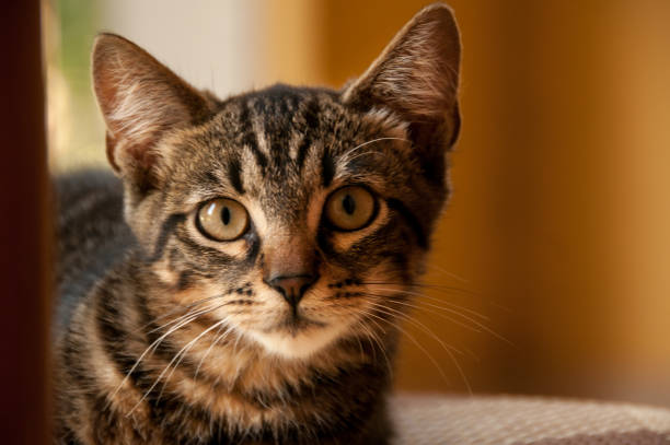 istock portrait of a tortoise-colored kitten 1058918044