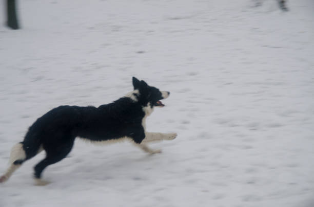 Dog Playing in the Snow