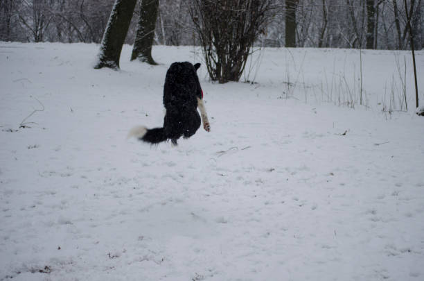 Dog Playing in the Snow Dog Playing in the Snow utonagan dog stock pictures, royalty-free photos & images