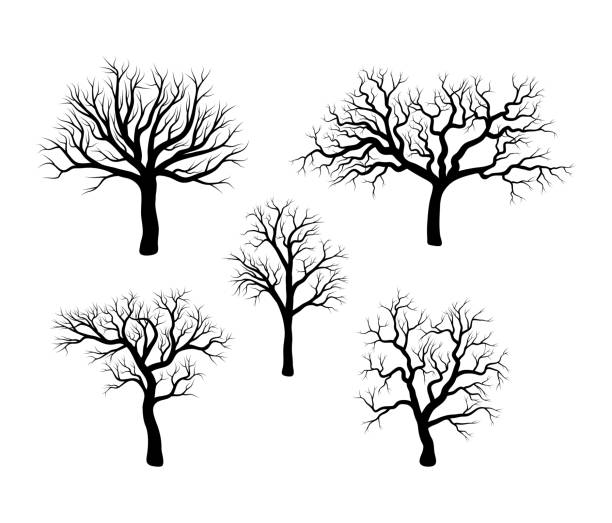 kahler baum winter bühnenbild isoliert auf weißem hintergrund - bare tree nature backgrounds tree trunk branch stock-grafiken, -clipart, -cartoons und -symbole