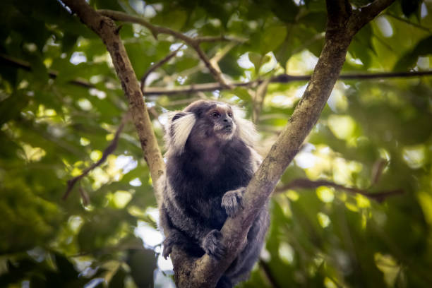 common marmoset monkey at urca mountain trail - rio de janeiro, brazil - rio de janeiro guanabara bay sugarloaf mountain beach imagens e fotografias de stock