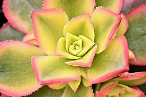 A macrophotography bright green and yellow succulent cactus with pink color on the leaves in a home garden flowerbed.