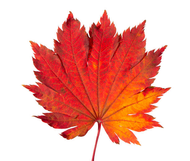 istock Yellow sheet of Japanese maple on a white background 1058929264