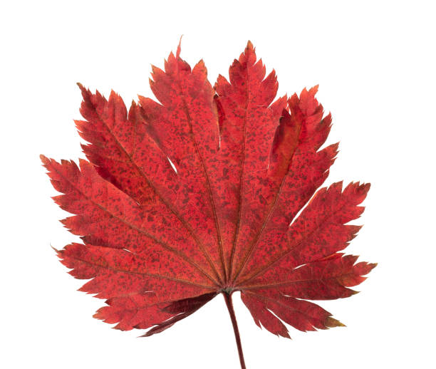 istock Yellow sheet of Japanese maple on a white background 1058929444