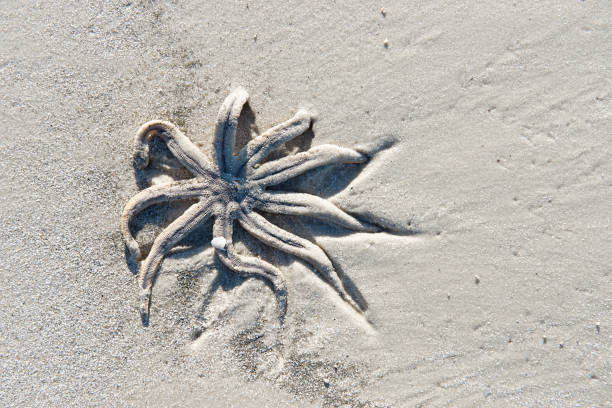 istock Starfish in the Sand 1058929750