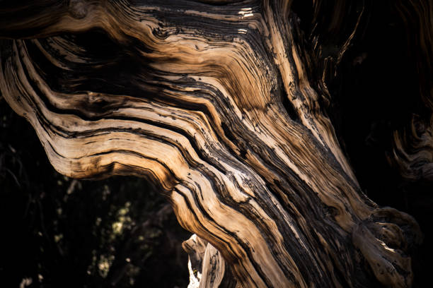 istock Ancient Bristlecone Pine Tree - these old trees have twisted and gnarled features. 1058932266