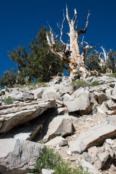 istock Ancient Bristlecone Pine Tree, portrait view with large rocks 1058932472