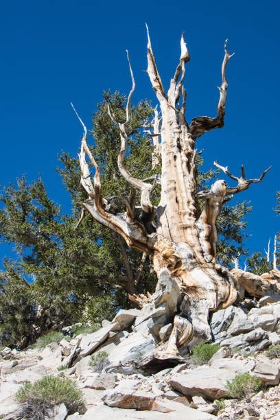 starożytna sosna bristlecone inyo national forest - twisted tree california usa zdjęcia i obrazy z banku zdjęć