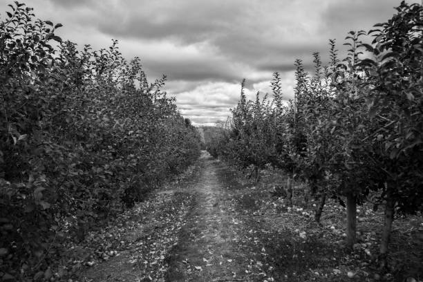 Apple Picking in Black and White stock photo