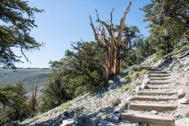 고 대 bristlecone 소나무 숲에서 schulman 그루브를 통해 하이킹 코스 - twisted branch tree california 뉴스 사진 이미지