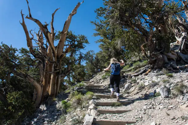 Female hiker climbs steps in the Ancient Bristlecone Pine Forest, exploring the old trees
