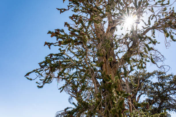 고 대 bristlecone 소나무-나무 뒤에 sunflare - twisted branch tree california 뉴스 사진 이미지