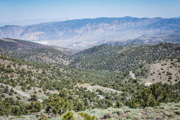 vista sobre a floresta de pinheiros bristlecone antigos na califórnia, nas montanhas brancas - bristlecone pine pine tree tree forest - fotografias e filmes do acervo