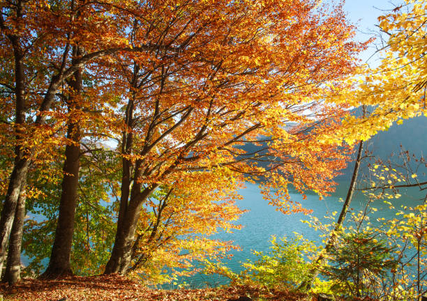 istock Background colorful forest tree trunks and leaves in sunset light 1058933924
