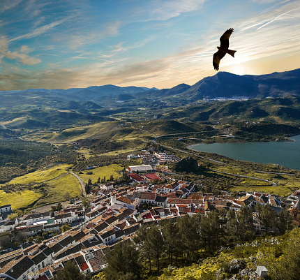 erial view of an eagle flying over city isolated in middle of nature