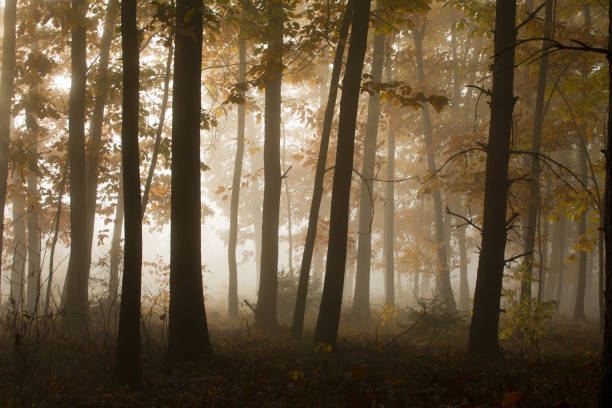 istock Misty morning in a mysterious forest. 1058935276