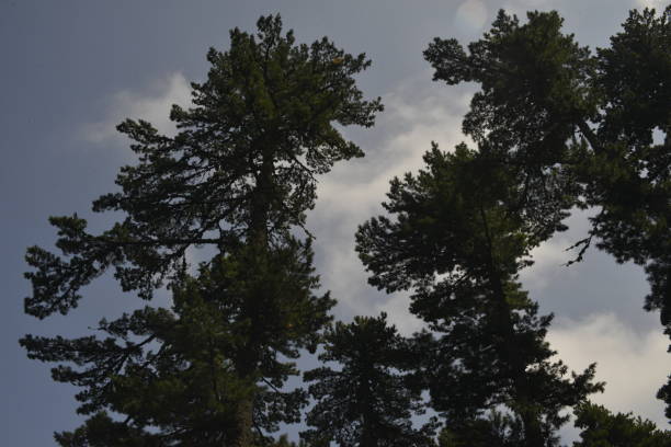 view through treetops of the pine tree to the summer sky - treetop sky tree high section imagens e fotografias de stock