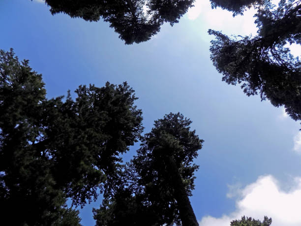 view through treetops of the pine tree to the summer sky - treetop sky tree high section imagens e fotografias de stock