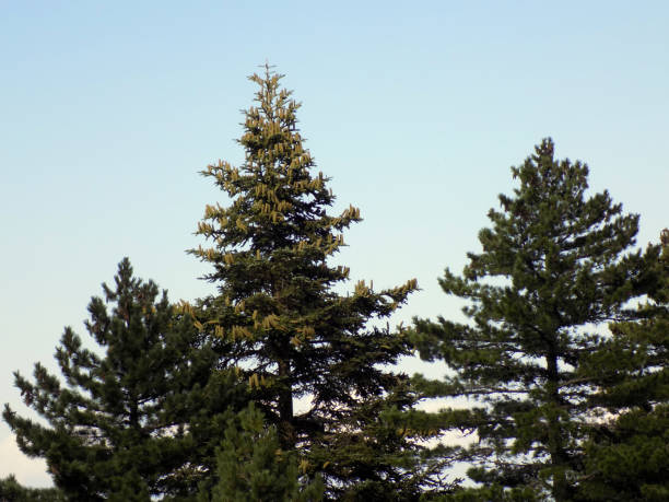 istock Treetops of two pine trees and one fir tree 1058936318