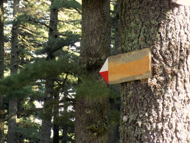 istock Hiking marks and road sign in the deep forest 1058936482