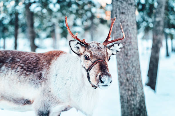 istock Brown Reindeer in Finland at Lapland 1058936596