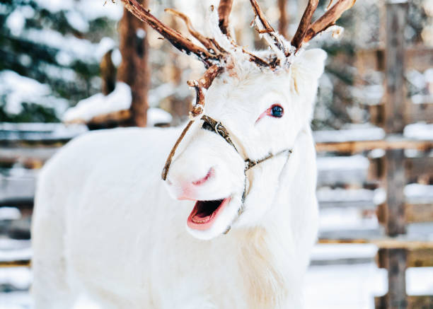 White Reindeer at Finland in Lapland in winter.