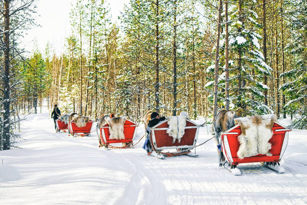Reindeer sleigh in Finland Lapland in winter Reindeer sleigh in Finland in Lapland in winter. rudolph the red nosed reindeer photos stock pictures, royalty-free photos & images