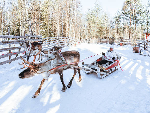Girl in Reindeer sleigh in Finland in Lapland winter Girl in Reindeer sleigh in Finland in Lapland in winter. rudolph the red nosed reindeer photos stock pictures, royalty-free photos & images