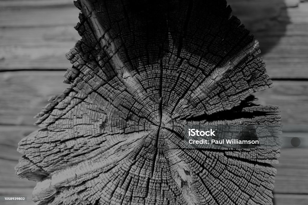 Schwarz / weiß Jahrringen - Lizenzfrei Baum Stock-Foto