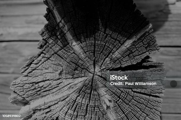 Schwarz Weiß Jahrringen Stockfoto und mehr Bilder von Baum - Baum, Fotografie, Historisches Bauwerk