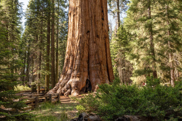 istock General Sherman Tree in Sequoia National Park, California 1058939920