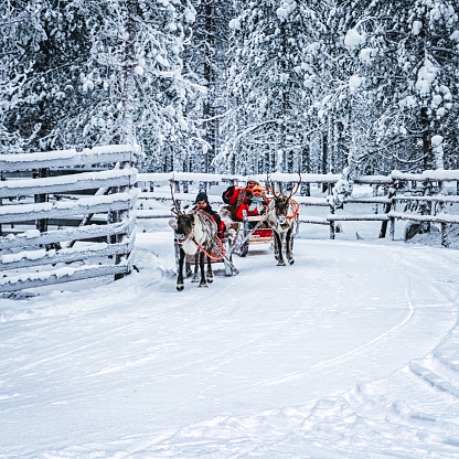 Rovaniemi, Finland - December 30, 2010: Racing on the Reindeer sleigh in Finland in Lapland in winter.