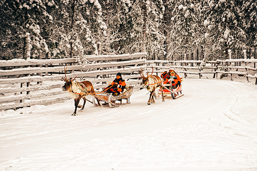 Rovanimi, Finland - December 30, 2010: Racing on the Reindeer sledge in Finland in Lapland in winter.